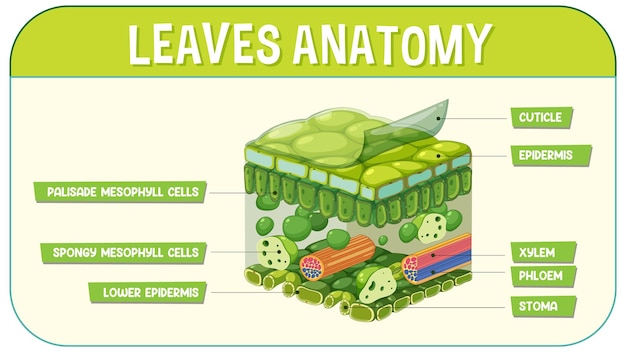 Internal structure of leaf diagram