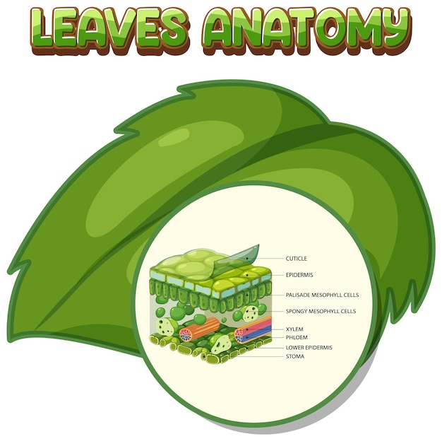 Free vector internal structure of leaf diagram