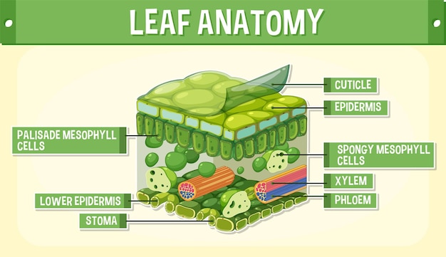 Free vector internal structure of leaf diagram