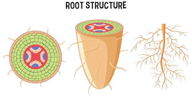 Бесплатное векторное изображение Внутренняя структура корневой диаграммы