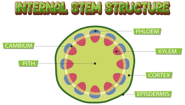 Бесплатное векторное изображение Внутренняя структура диаграммы ствола
