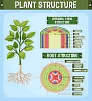 Free vector internal structure of plant diagram