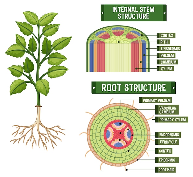 Free vector internal structure of plant diagram