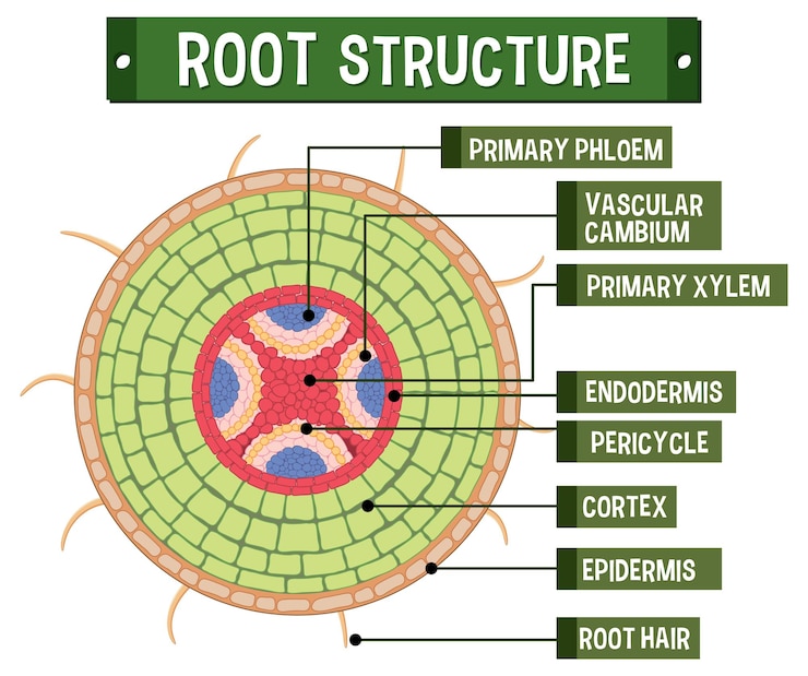 Free Vector internal structure of root diagram