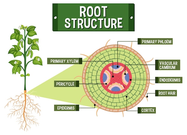 Free vector internal structure of root diagram