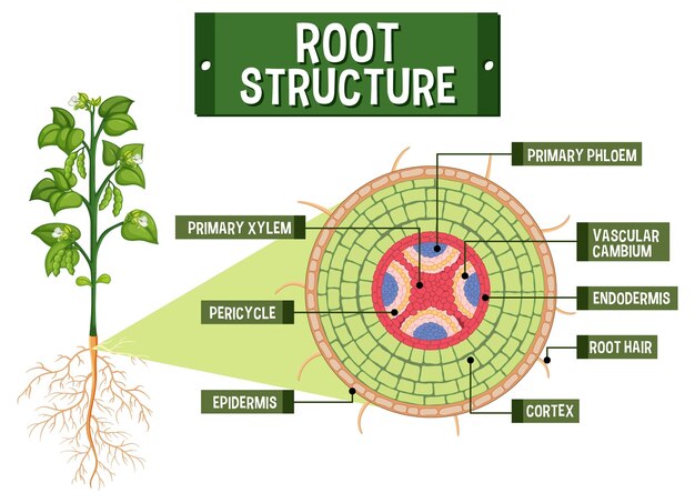 internal structure of root diagram