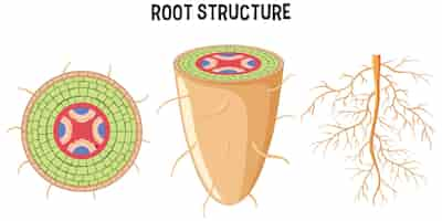 Free vector internal structure of root diagram