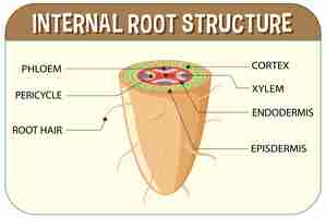 Free vector internal structure of root diagram