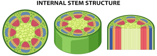 Free vector internal structure of stem diagram