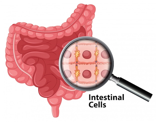 Intestinal cells anatomy on white background