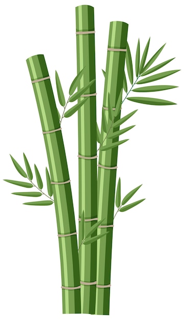 白い背景の上の孤立した竹