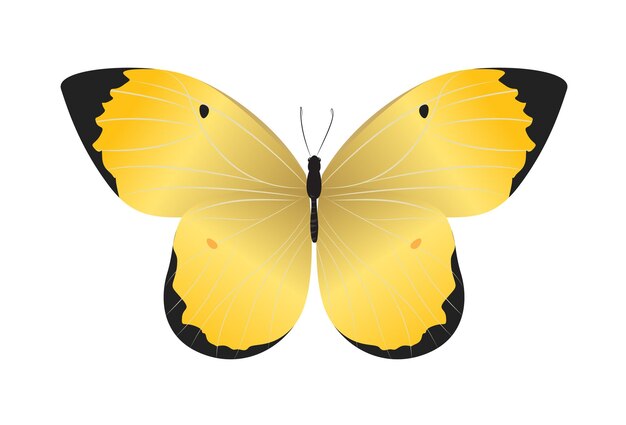 흰색 배경에 고립 된 아름 다운 나비 노란색과 검은 색 색상