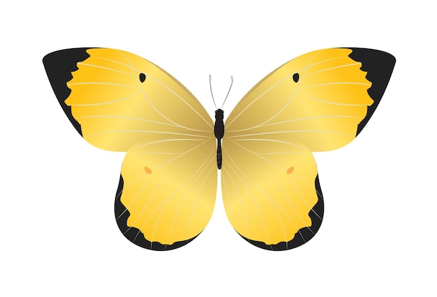 Isolated beautiful butterfly on white background Yellow and black colors