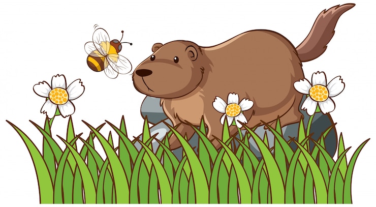 Free Vector isolated beaver on rock