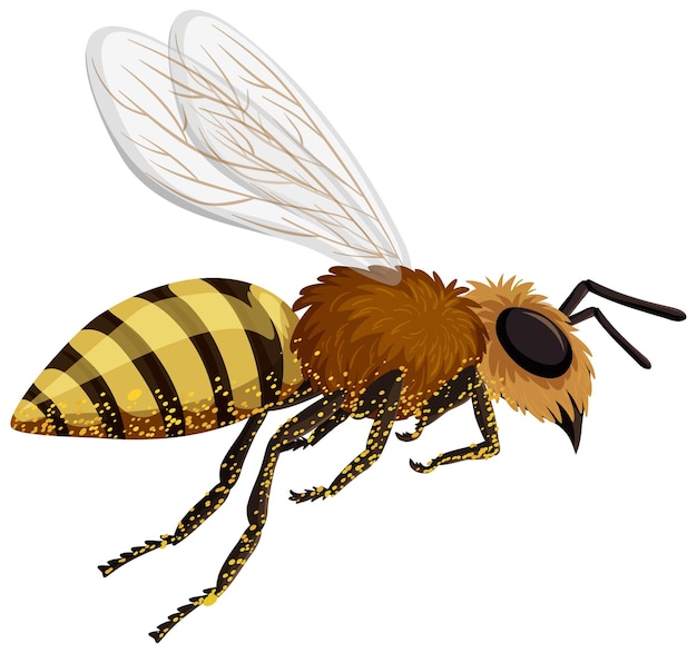 Бесплатное векторное изображение Изолированная пчела на белом фоне