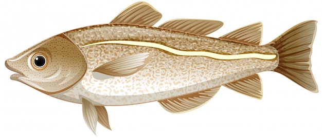 Isolated cod fish on white background