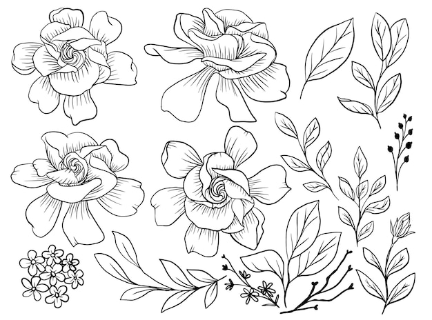 Isolated Gardenia Flower Line Art with Leaves Element