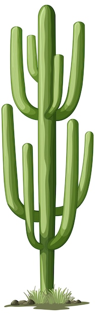 Free vector isolated green cactus for decor