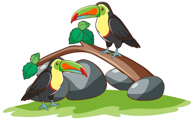 Бесплатное векторное изображение Изолированная рука нарисованная 2 птиц тукана