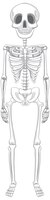 Free vector isolated human skeleton anatomy
