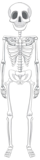 Анатомия изолированного человеческого скелета