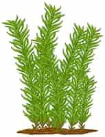 Free vector isolated moss plant on white background