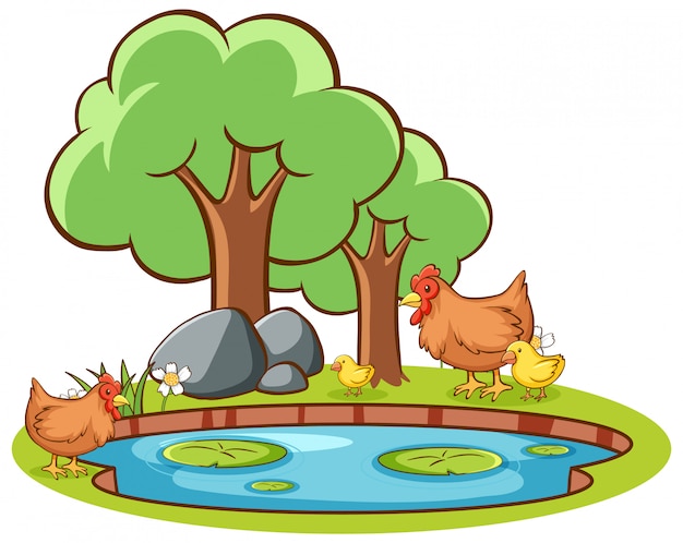 Isolated picture of chicken by the pond