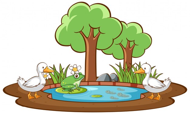 アヒルとカエルの池の隔離された画像