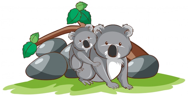 Free vector isolated picture of koala