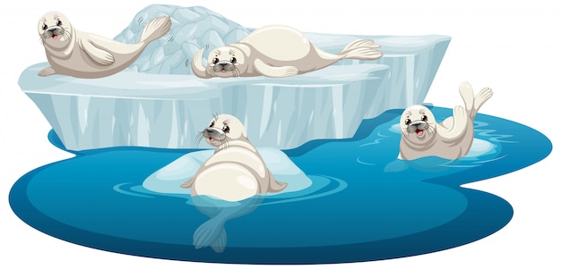 Изолированное изображение белых тюленей