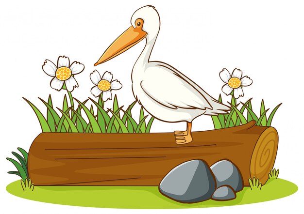 Isolated picture of pelican bird on log