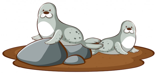 Free vector isolated picture of two seals