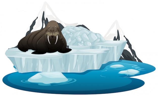 Free vector isolated picture of walrus on ice