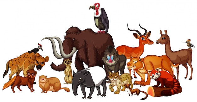 Isolated picture of wild animals