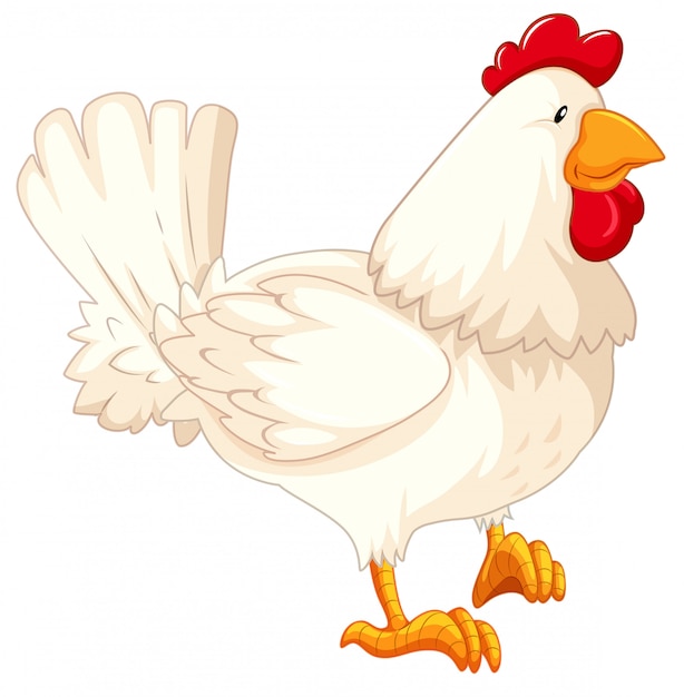 Isolated rooster cartoon