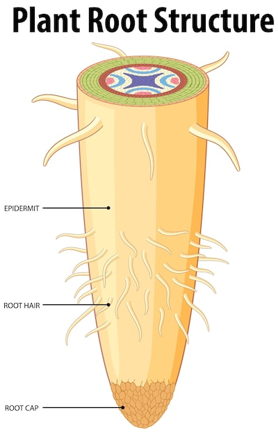 Isolated root of plant and its structure