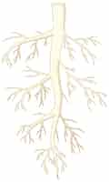 Free vector isolated root of plant in vector cartoon style