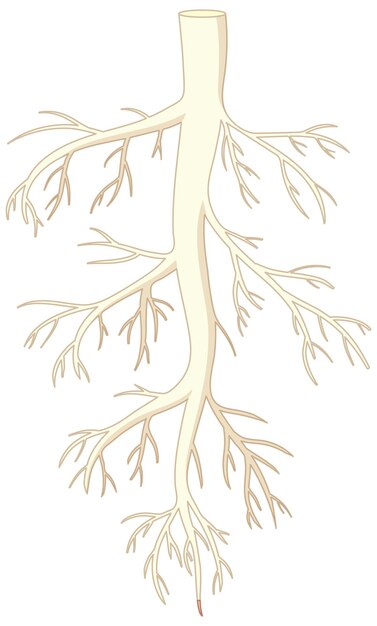 Isolated Root of Plant in Vector Cartoon Style