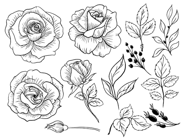 Isolated Rose Flower Line Art Doodle with Leaves Element