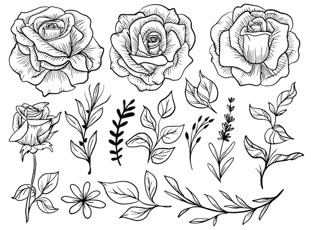 Free Vector isolated rose flower line art with leaf clipart