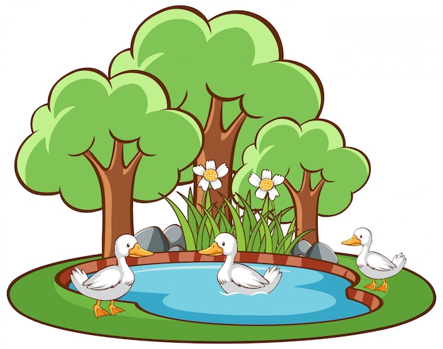 Isolated scene with ducks in the pond