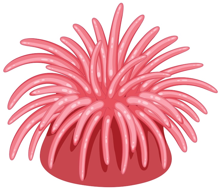 Free Vector isolated sea anemones shoreline animal