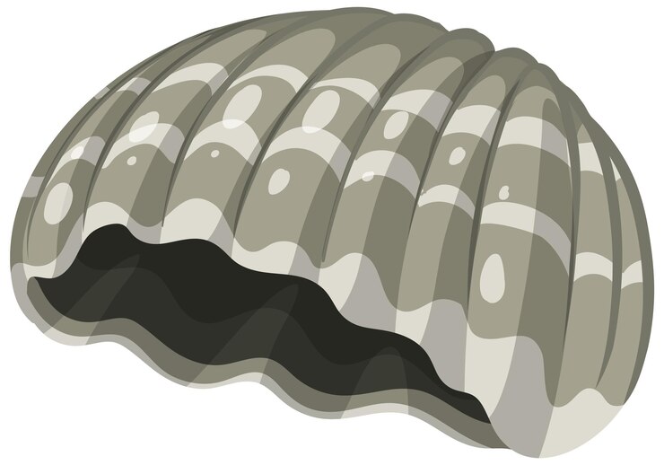 Free Vector isolated shell rocky shore