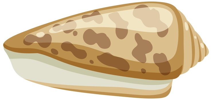 Free Vector isolated shell rocky shore