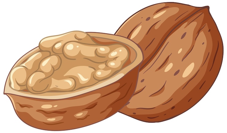 Free Vector isolated simple walnut cartoon