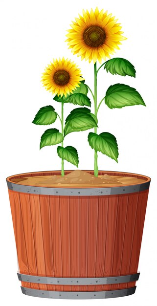 Isolated sunflower in pot