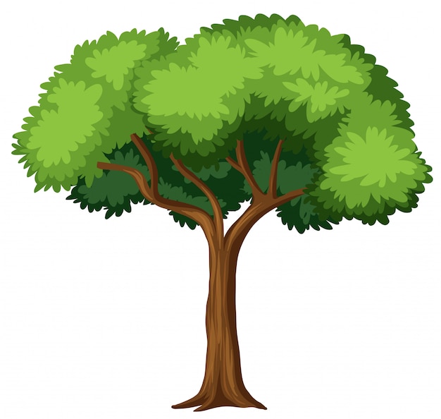 Free vector isolated tree on white background