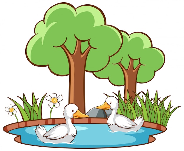 Free vector isolated two ducks in the pond