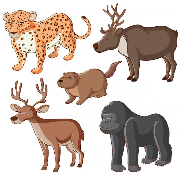 Free vector isolated wild animals