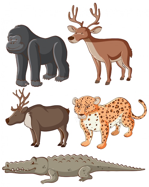 Isolated wild animals